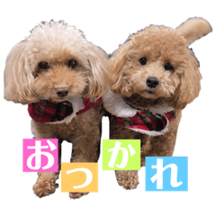 C and P