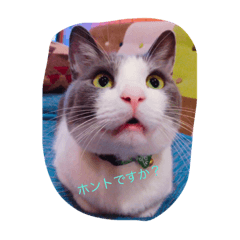 kayo_20190317130546