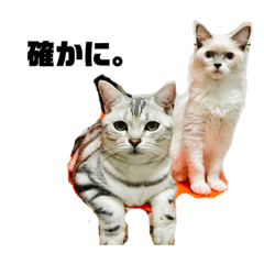 mochi_20190317132811