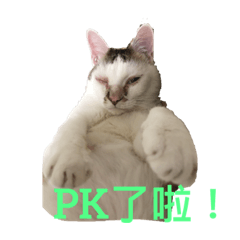 胖貓咪生活