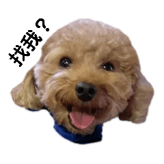 niu the puppy