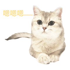 奶茶喵喵