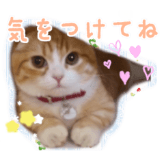 たれ耳ねこちゃん あいさつ編 Line スタンプ Line Store たれ耳ねこちゃん あいさつ編 Line スタンプ Line Store