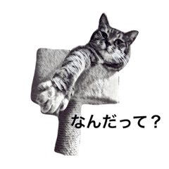 Cat day cat life