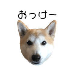 Shibainu Makoto