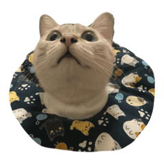 SWEET UNI CAT 2