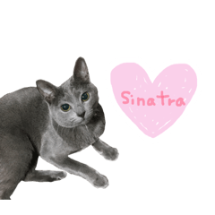 sinatra 2019SPRING