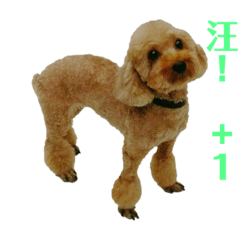 niu_妞
