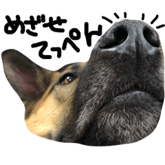 シェパードミックス 雑種犬 スパイク3