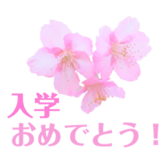桜の季節(お祝い・お礼・お花見♡)