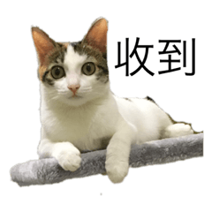 阿ㄋㄧㄠㄋㄧㄠ日常