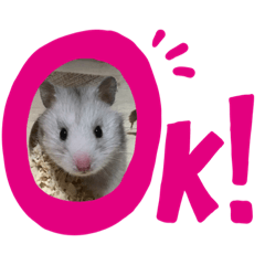 melon_20190318190009