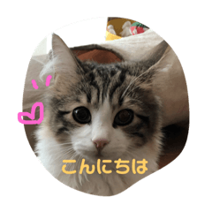 nyanko_20190318212045