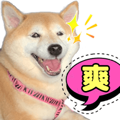 傲嬌公主柴-Q將