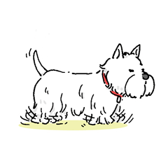 West Highland White Terrier Everyday
