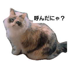 Pon_20190319142508