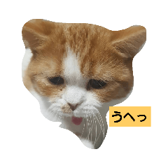 Moko_20190319180424