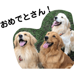 kansaiben dog team