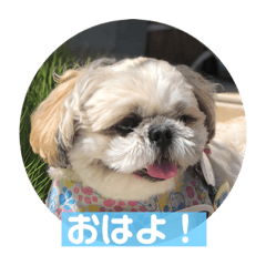 Shih Tzu Nagisa 2