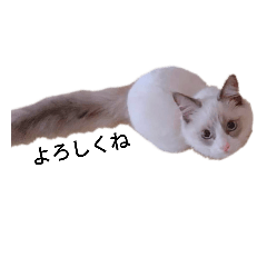 hachi_20190319220602