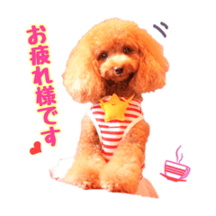 toy poodle maro chan