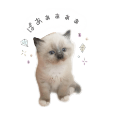 hana_20190320063539