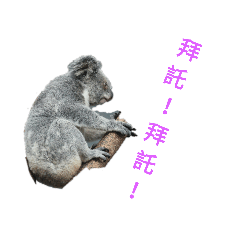 Pass Cute koala to your friend