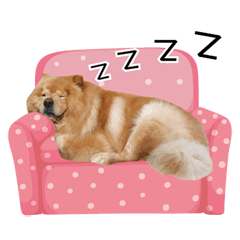 chow chow lazy