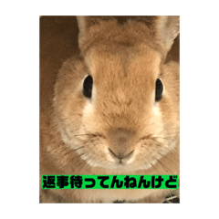 Japan Kansaiben Rabbit