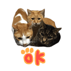 Cat's photo stamp dora ran rin