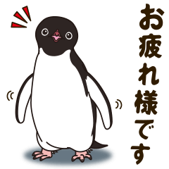 Sociable Penguin