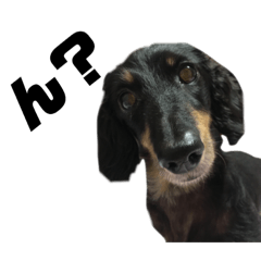 My baby Alice(hotdog)