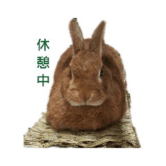 リアルウサギのご挨拶 Line スタンプ Line Store