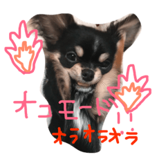 いっぬのチクワ先輩