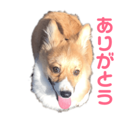 naka_corgi