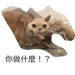 兩隻貓Cats