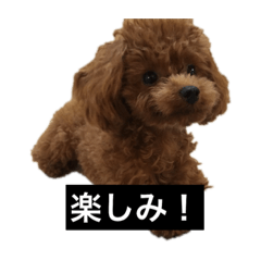 dog_20190321035639