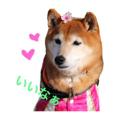 Shibainu Mocotan