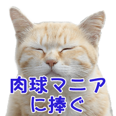 "NEKO DOKORO" Cat Sticker