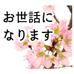 A floral message! Cherry Blossoms