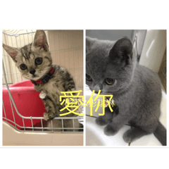 貓貓的日常耶！
