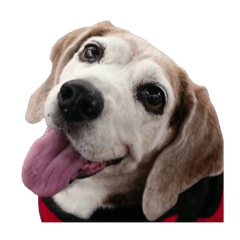 Beagle dog Pudding is girl