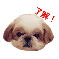 NUTS_Shih Tzu_Leo