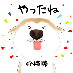 really cute shibainu vol.4(bilingual)