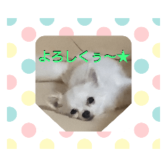 chihuahua MUGI-chan