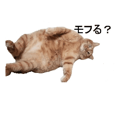 Like Vegetable Fat Cat Line Stickers Line Store Like Vegetable Fat Cat Line Stickers Line Store