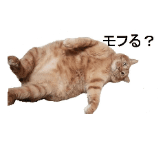 Like Vegetable Fat Cat Line Stickers Line Store