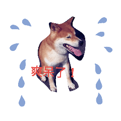 柴弟弟