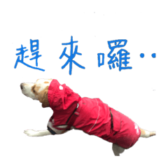 Siu pak2