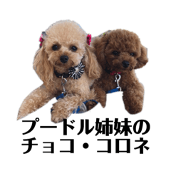 Poodle sister's chocolate corone